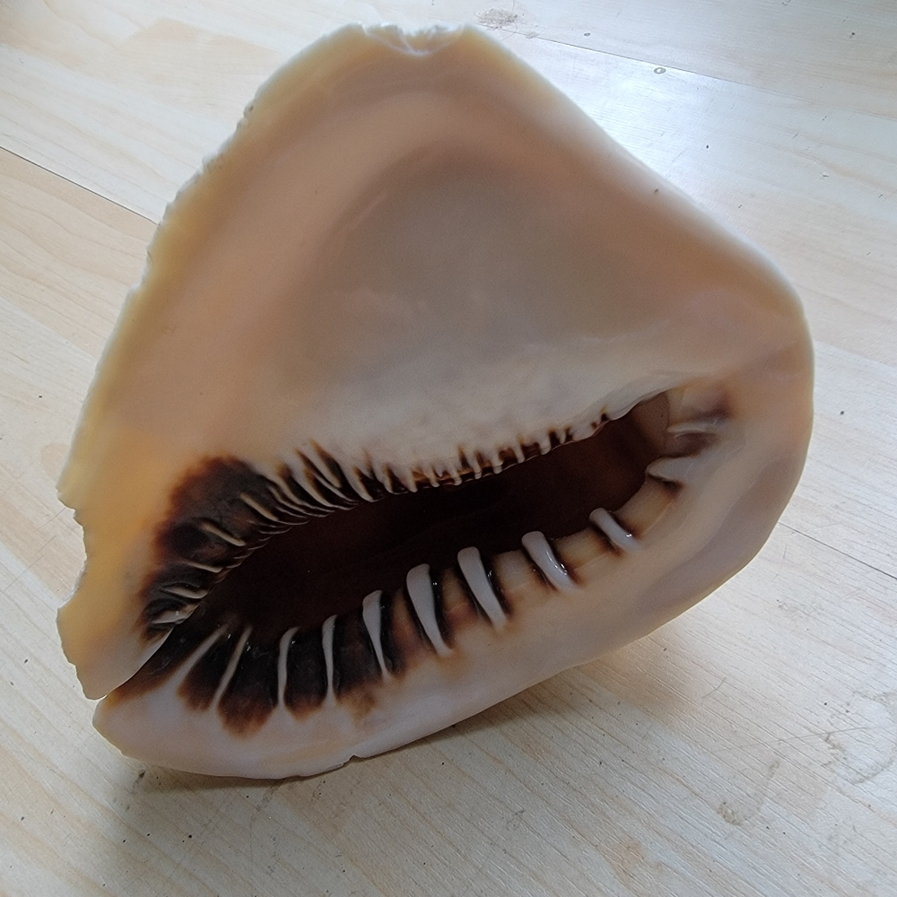 Large Beach Seashell Tan and Brown Cowrie Shell Decor Accent - Picture 2 of 9